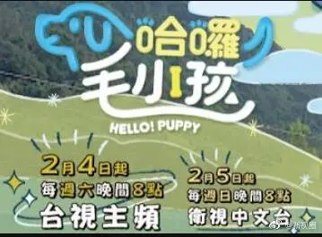 萌宠治愈！《哈啰！毛小孩》：当宠物成为你的心灵导师！